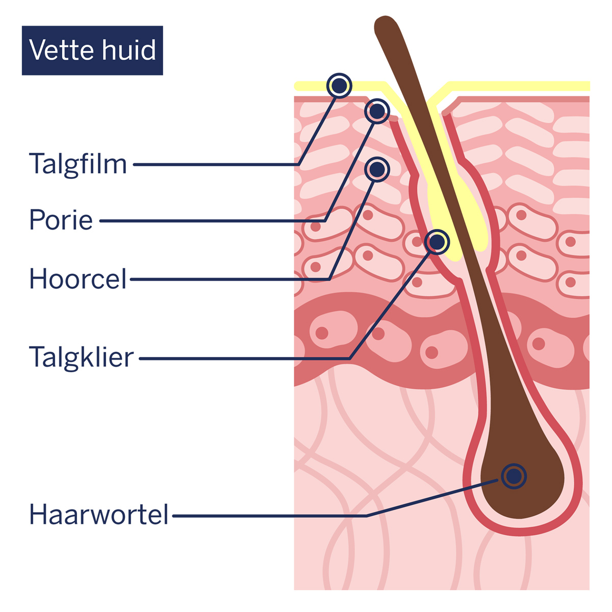 Schematische weergave: opbouw van de vette huid
