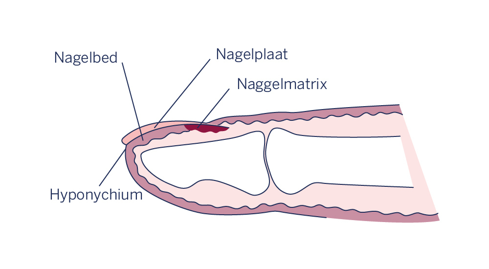 Anatomie van een vingernagel