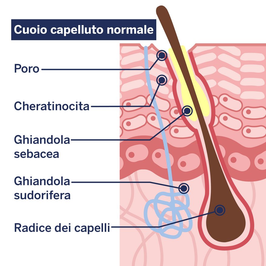 Un cuoio capelluto sano è privo di forfora e prurito eccessivo Immagine di un cuoio capelluto sano