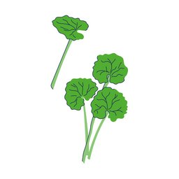 Illustration af indisk pimpinelle