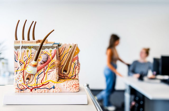 [Translate to Niederländisch:] Modell eines Hautaufbaus, im Hintergrund unterhält sich eine DERMASENCE Mitarbeiterin