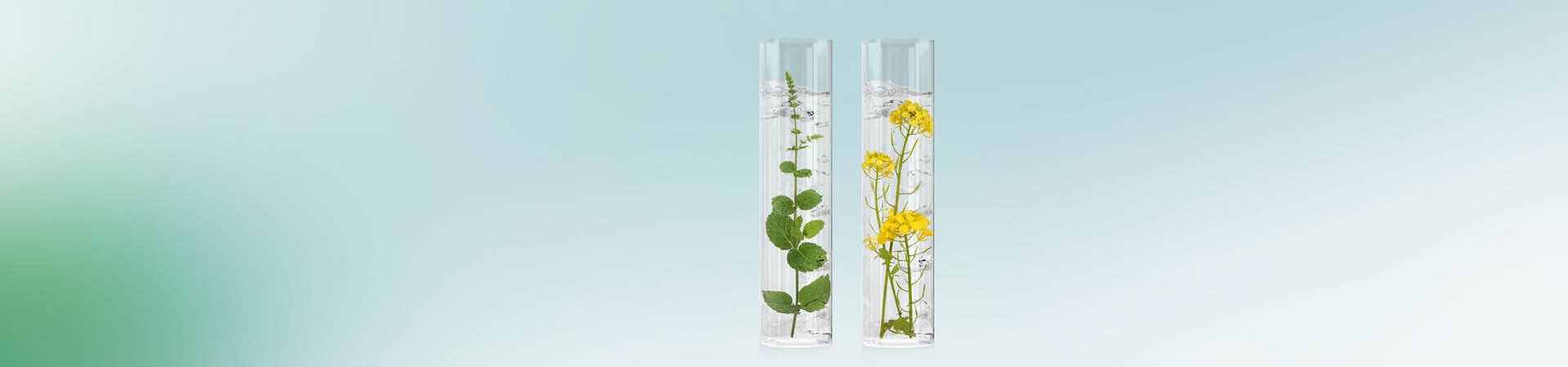 [Translate to Englisch:] Japanische Minze und Färberwaid in Reagenzgläsern.