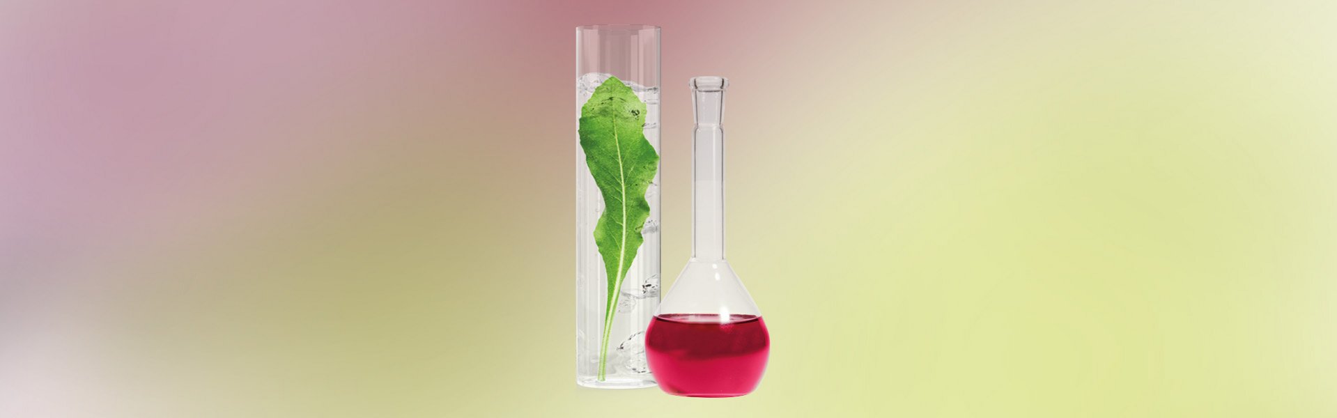 Farvestofplante og ekstrakt i glas, foran rød-grøn baggrund.
