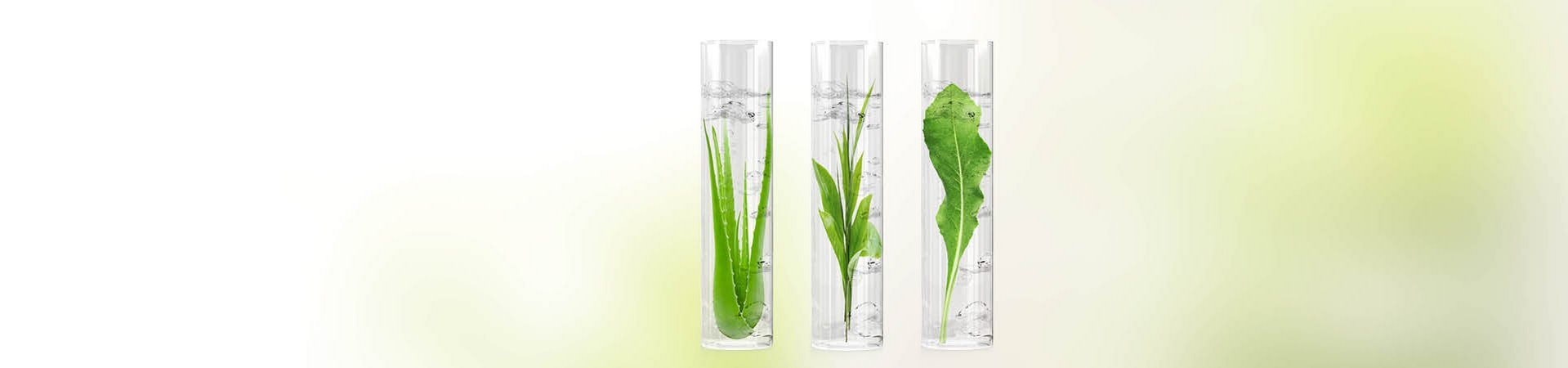 Aloe vera et thé vert dans des tubes à essai.