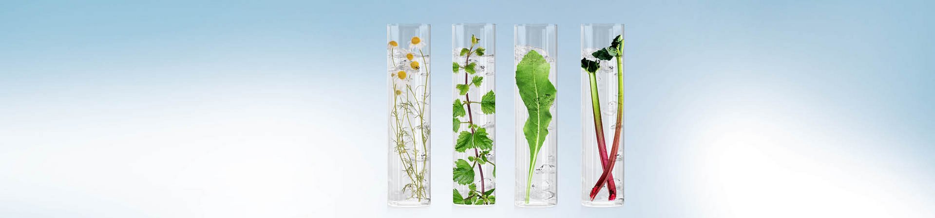 Quatre tubes à essai contenant des plantes dont les principes actifs sont présents dans la ligne Seborra