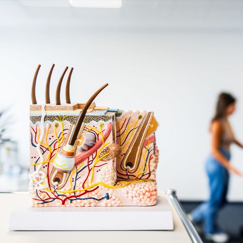 Photo of a skin model in the DERMASENCE office