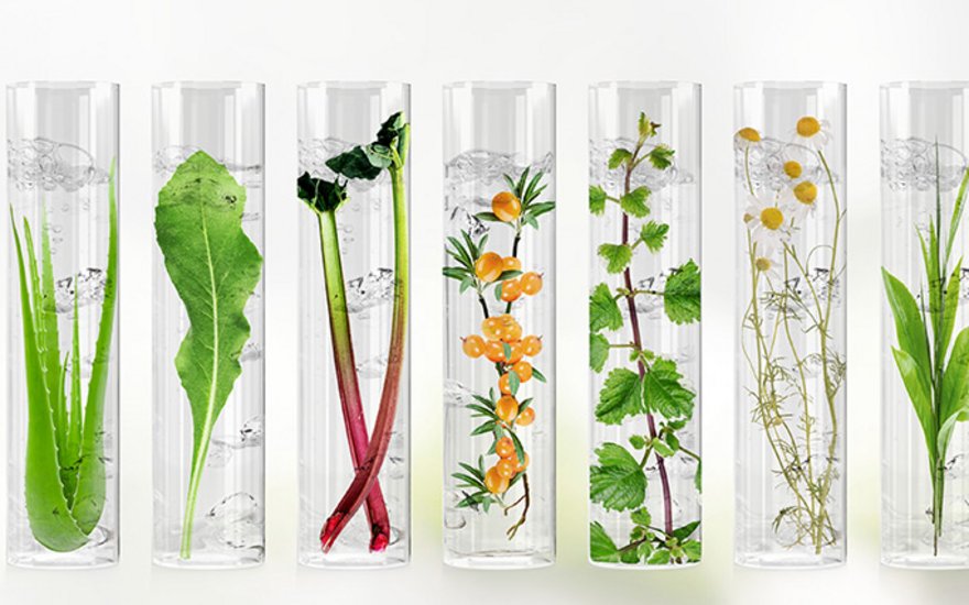 Éprouvettes avec des plantes