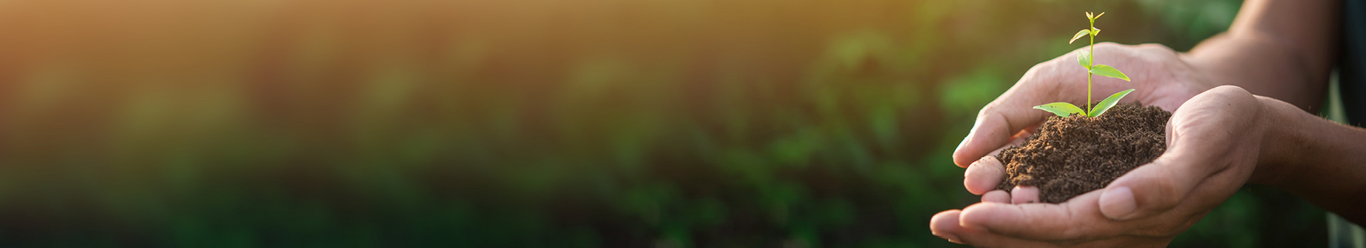 [Translate to Niederländisch:] Hände halten eine junge Pflanze