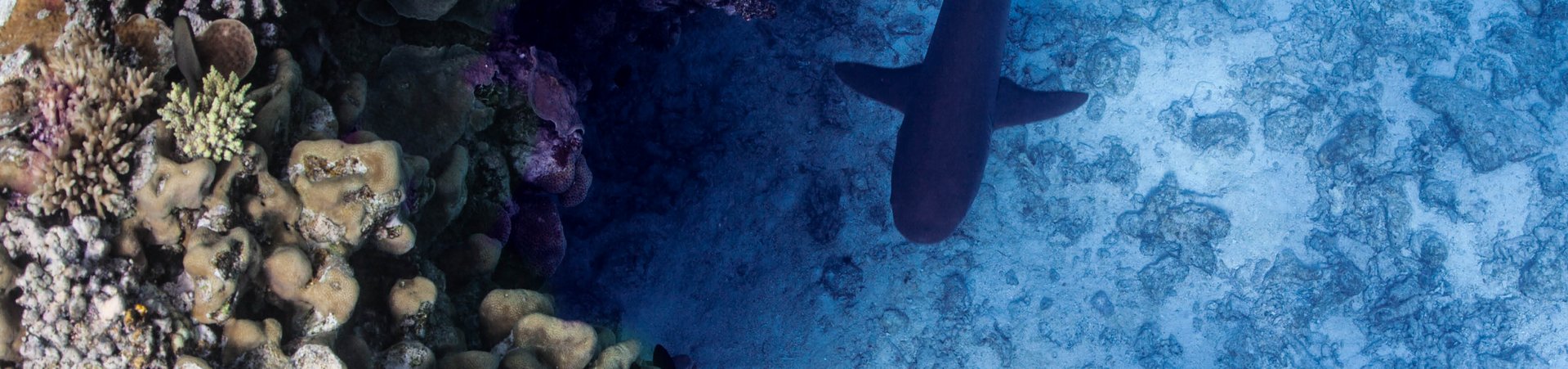 Un requin nage sur une barrière de corail dans de l’eau bleue, limpide