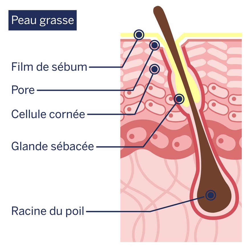 Illustration schématique : structure de la peau grasse
