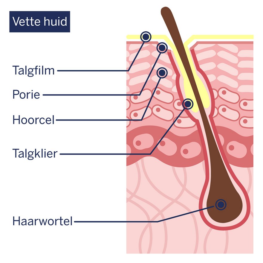 Schematische weergave: opbouw van de vette huid