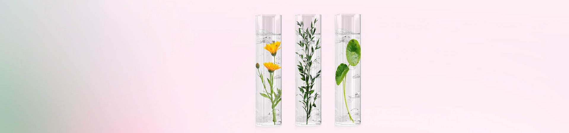 Water navel herb, butcher's broom and calendula in test tubes.