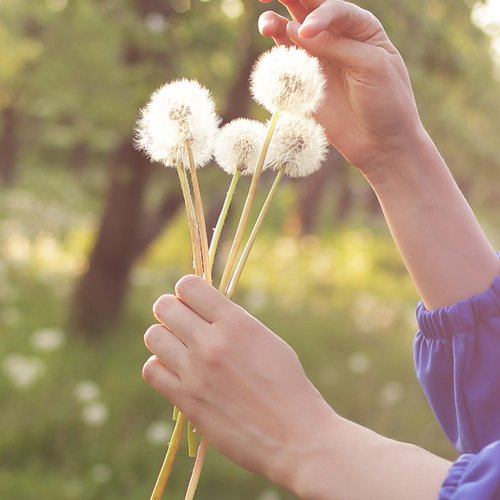 Handen plukken paardenbloemen in de natuur