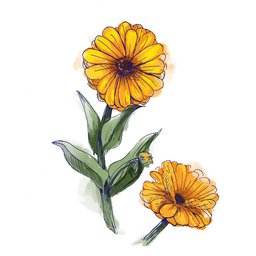 Marigold